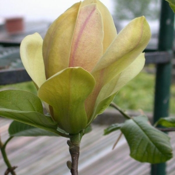 Magnolia 'Sunsation' - Sunsation Magnolia