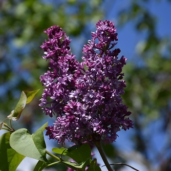 Syringa x hyacinthiflora 'Royal Purple' - Royal Purple Lilac