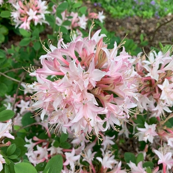 Rhododendron atlanticum 'Marydel' - Marydel Coast Azalea