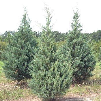 Juniperus virginiana 'Burkii' - Burkii Juniper