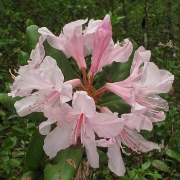 Rhododendron minus var. chapmanii - Chapman's Rhododendron