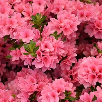 Rhododendron indicum 'Coral Bells' - Coral Bells Azalea