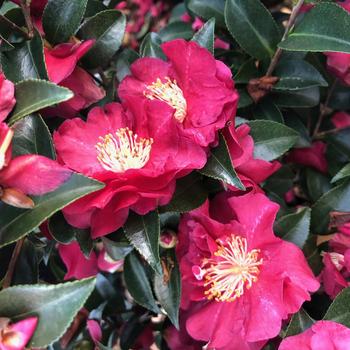 Camellia sasanqua 'Green 98-009' - October Magic® Rose Camellia