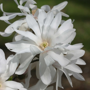 Magnolia stellata 'Centennial' - Centennial Star Magnolia