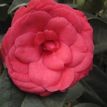 Camellia x 'Arctic Rose' - Arctic Rose Camellia