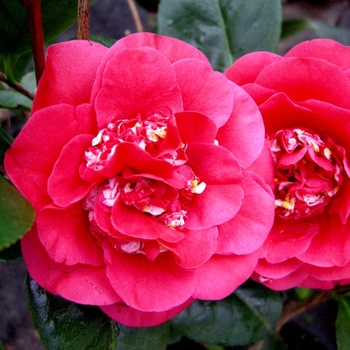 Camellia x 'April Tryst' - April Tryst Camellia