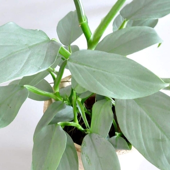 Philodendron hastatum ''Silver Sword'' - Silver Sword Philodendron