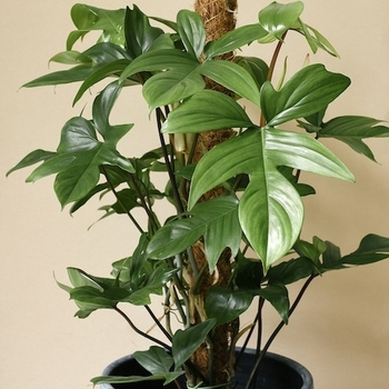 Philodendron squamiferum x pedatum ''Florida Green'' - Florida Green Philodendron