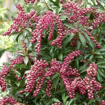 Pieris 'Passion Party Passion' - Passion Andromeda