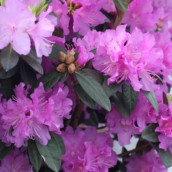 Rhododendron 'PJM Regal' - PJM Regal Rhododendron