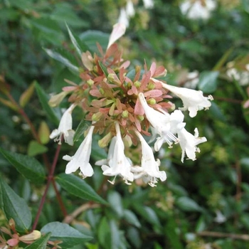 Abelia x grandiflora - Glossy Abelia