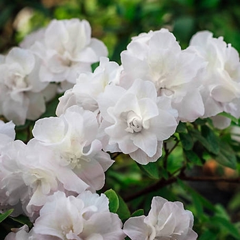 Rhododendron - 'Hardy Gardenia' Azalea
