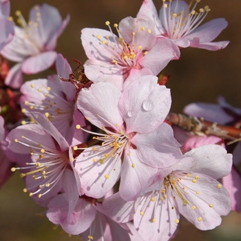 Prunus sargentii 'Pink Flair' - Pink Flair® Cherry