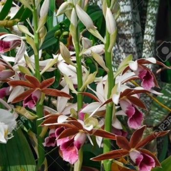 Phaius tankervilleae - Nun's Orchid