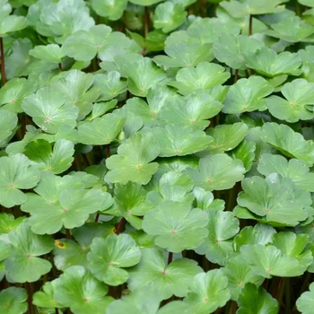 Hydrocotyle verticillata - Water Pennywort