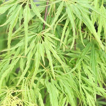 Acer palmatum var. dissectum 'Green Mist' - Japanese Maple