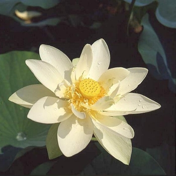  - Lotus ' Giant Sunburst'