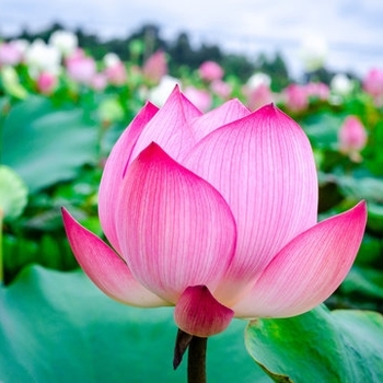  - Pink and Yellow Lotus