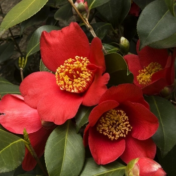 Camellia japonica 'Spring's Promise' - Spring's Promise Ice Angels® Camellia