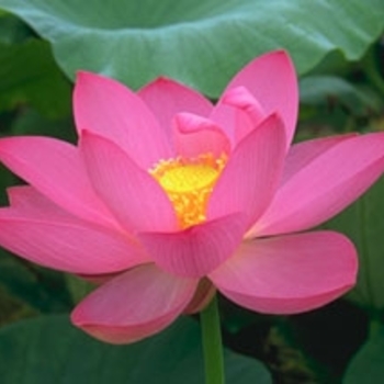 Nelumbo nucifera - Lotus 'Sunflower'