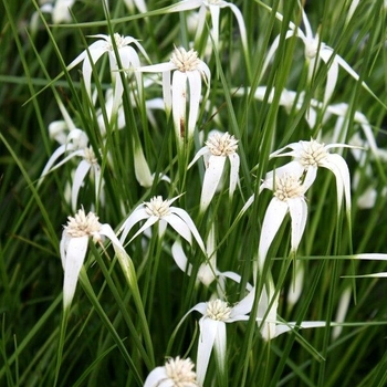 Dichromena cordata - Star Grass