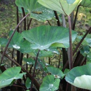 Colocasia ''Fontanesii'' - Shiny Leaf Violet Taro