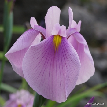 Iris ensata 'Rose Queen' - Japanese Iris