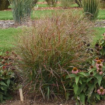 Panicum virgatum 'Red Flame' - Red Flame Switch Grass