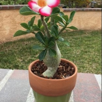 Adenium obesum - Desert Rose
