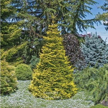 Picea oriantalis 'Firefly' - Firefly Oriental Spruce