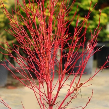 Acer palmatum 'Little Sango' - Little Sango Coral Bark Maple