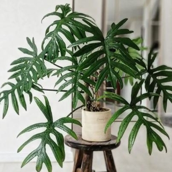 Philodendron mayoi - Philodendron Mayoi