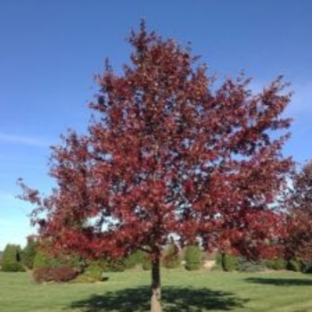 Quercus coccinea - Scarlet Oak