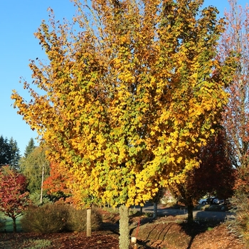 Acer campestre - 'Metro Gold®' Hedge Maple