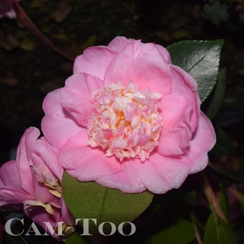 Camellia - 'Autumn Pink Icicle'