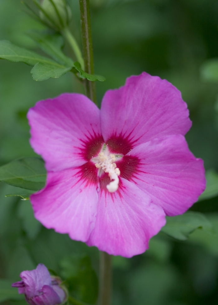 Violet Satin® - Hibiscus syriacus from Gateway Garden Center