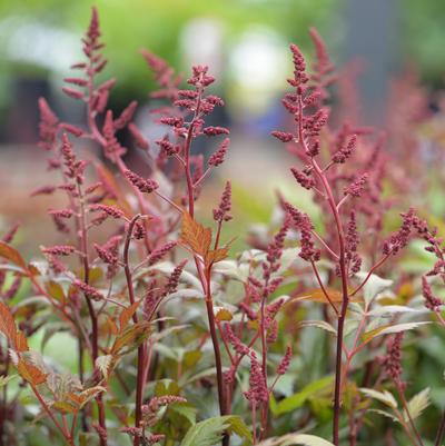 Astilbe for summer color in your shady garden.